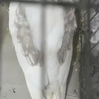 فروش عروس هلندی دو کت پروانه ای