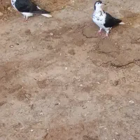 کفتر|پرنده|شیروان (خراسان), |دیوار