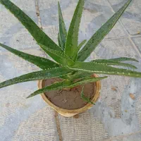 گل های زیبا و مقاوم خانگی|گل و گیاه طبیعی|نجف‌آباد, بازار|دیوار