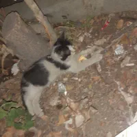 واگذاری گربه دوسه ماهه خوشگل