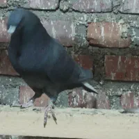 فرش یه تعداد نرو ماده