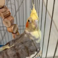 عروس هلندی|پرنده|الوند, |دیوار