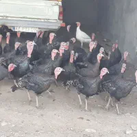 فروش بوقلمون محلی و قاز وقوقاز آدرس مرگور زیوه