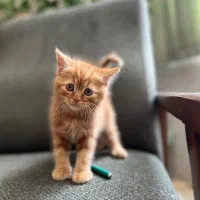 بچه گربه  نژادپرشین بریتیش