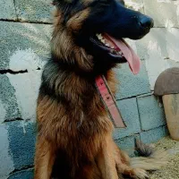 سگ  ژرمن