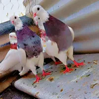 کفتر طوقی شازده|پرنده|شیراز, هفت تنان|دیوار