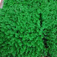 پنل سبز دیواری مصنوعی