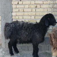 بره قوچ|حیوانات مزرعه|کوار, |دیوار