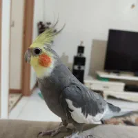 عروس هلندی گم شده