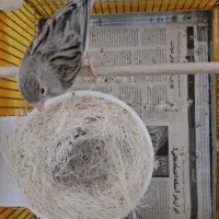 قناری آگات ماده آماده