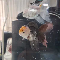 اکواریوم با مرجان وگلدفیش وارداتی