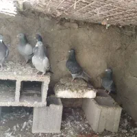 کبوتر  پلاک