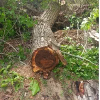 خرید و فروش انواع چوب های صنعتی و جنگلی|خدمات باغبانی و درختکاری|هشتگرد, تهران دشت|دیوار