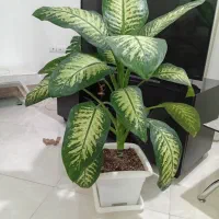 گل آپارتمانی