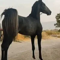 اسب نریان کرد
