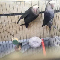 یک جفت کوتوله به شرط تخم جوجه