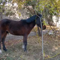 کره اسب نژاد کرد نریون|اسب و تجهیزات اسب‌سواری|هشتگرد, هیو|دیوار