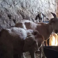 بز سانن فرانسه وی شیری چند قلو زا