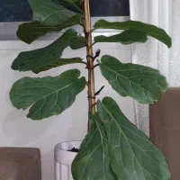 گل فیکوس لیراتا . افریقایی