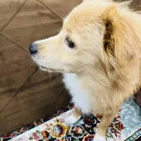 سگ پامر اشتپیز