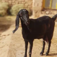 یک عدد بز کره سرائیلی اصل|حیوانات مزرعه|سروستان, |دیوار