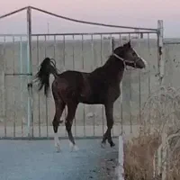 نریان یکسر|اسب و تجهیزات اسب‌سواری|تهران, آبشار|دیوار