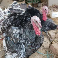 بوقلمون نر و ماده قیمت مناسب|حیوانات مزرعه|بوئین زهرا, |دیوار