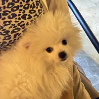 پامرانین نژاددار اصل اوکراینی|سگ|تهران, نیاوران|دیوار