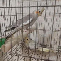 عروس هلندی جفت عروس هلندی 8 جفت مولد تخم گذاشتن|پرنده|رشت, استقامت ۱|دیوار