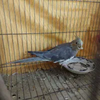 عروس هلندی ماده|پرنده|شاهینشهر, گزبرخوار|دیوار