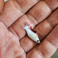 ماهی فایتر پلاکت|ماهی|خرمآباد, |دیوار