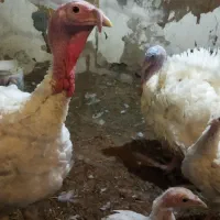 بوقلمون بیوتی نر گوشتی