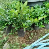 یاس هلندی کرتی