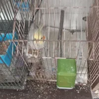 فروش ۳عدد عروس هلندی|پرنده|چاف و چمخاله, |دیوار