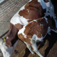 گاو|حیوانات مزرعه|ماکو, |دیوار