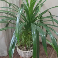 گل طبیعی گندمی