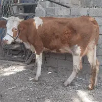 تلیسه سمینتال شیری