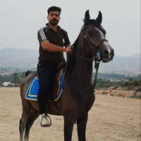 اسب|اسب و تجهیزات اسب‌سواری|کاکی, |دیوار