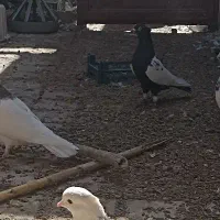 سینه و طوقی|پرنده|بردسکن, |دیوار