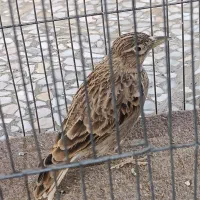 سهره خاکی امسال|پرنده|قم, قلعه عموحسین|دیوار