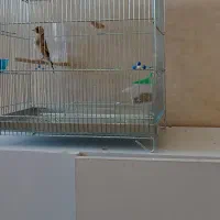 جوجه سهره قفس