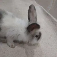 دو خرگوش گم شده