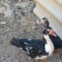 اردک اسرائیلی|حیوانات مزرعه|صحنه, |دیوار