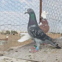کفتر