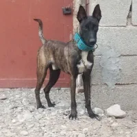 سگ مالینیوز|سگ|بندرعباس, |دیوار