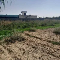 زمین گشاورزی|فروش دفتر صنعتی، کشاورزی، تجاری|کیاکلا, |دیوار