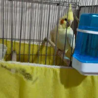 عروس هلندی لوتینو مولد به همراه تخم نطفه دار|پرنده|نسیم‌شهر, |دیوار