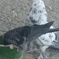 کفتر کبوتر