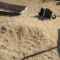 سگ ماده|سگ|رضویه, |دیوار