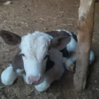 گوساله سمینتال یک ماهه